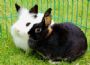 Kaninchen sind gesellige Tiere und sollten nicht alleine gehalten werden. Bild: Langhaar- und Kurzhaar-Zwergkaninchen 